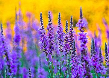 《戈德曼的永生》科隆展2024试玩实机内容展示