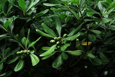 《赛博朋克2077：往日之影》游戏概念图：欢迎来到狗镇